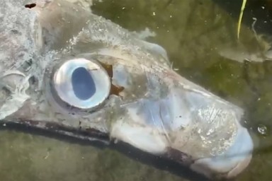 Загадочное существо с пугающе огромными глазами оказалось лососевым королем