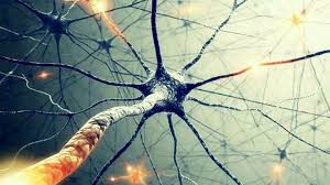 ​Нейроны: как они взаимодействуют с клетками