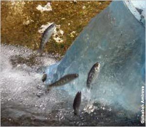 рыбоводство в Азербайджане