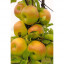 Саженцы яблони и других плодовых деревьев из питомника растений 0