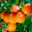 Саженцы яблони и других плодовых деревьев из питомника растений 1