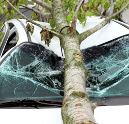 Услуги юриста при падении дерева на автомобиль